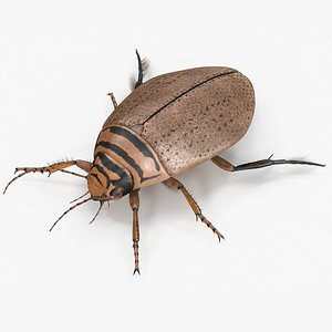 Insect Water Beetle Beige Rigged for Cinema 4D 3D