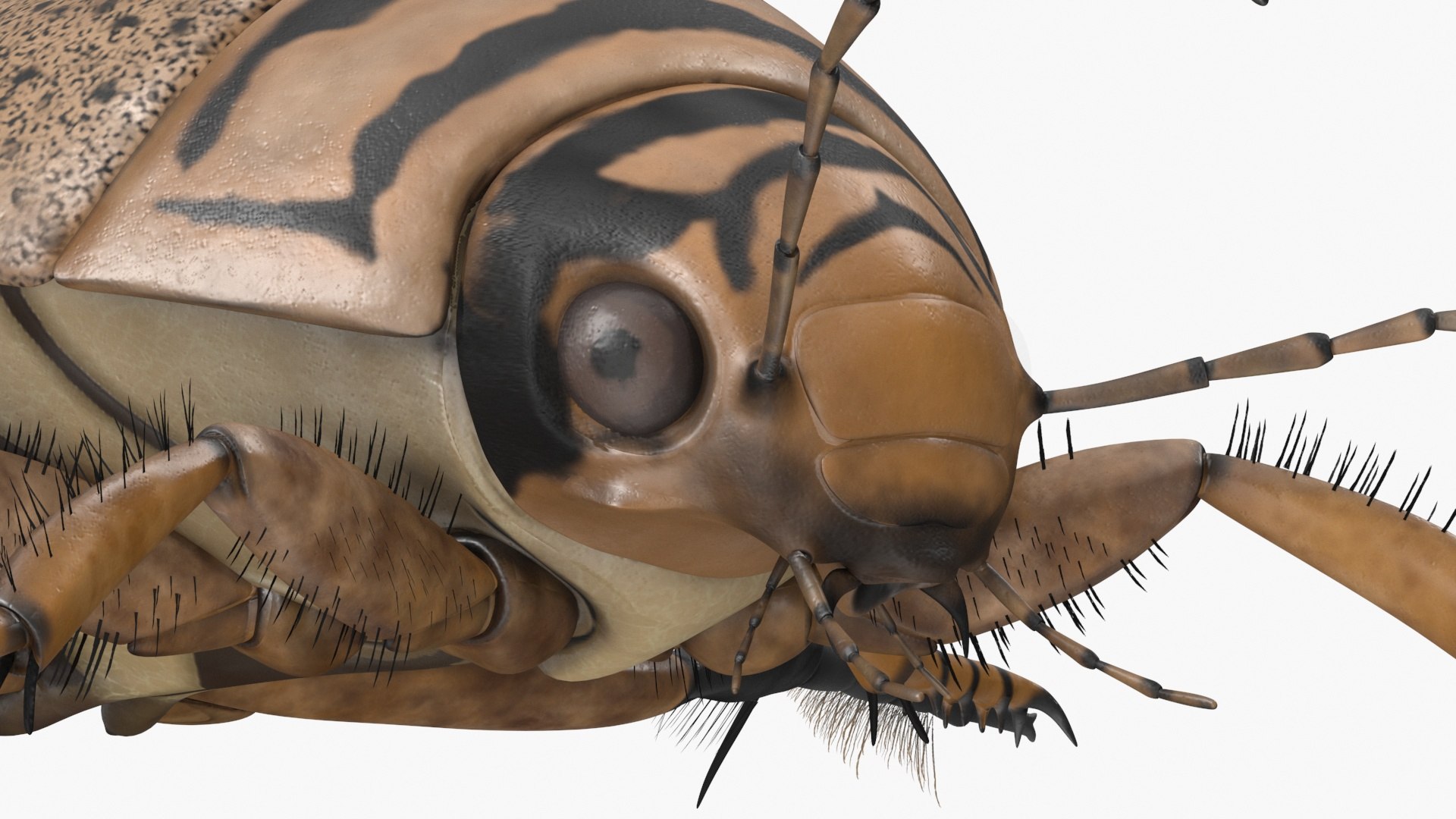 Insect Water Beetle Beige Rigged for Cinema 4D 3D https://p.turbosquid.com/ts-thumb/AY/VxUIoC/kY/insect_water_beetle_beige_rigged_014/jpg/1732637043/1920x1080/fit_q87/bd07e4d12d363562a1d216ff11afca4f13bbf79d/insect_water_beetle_beige_rigged_014.jpg