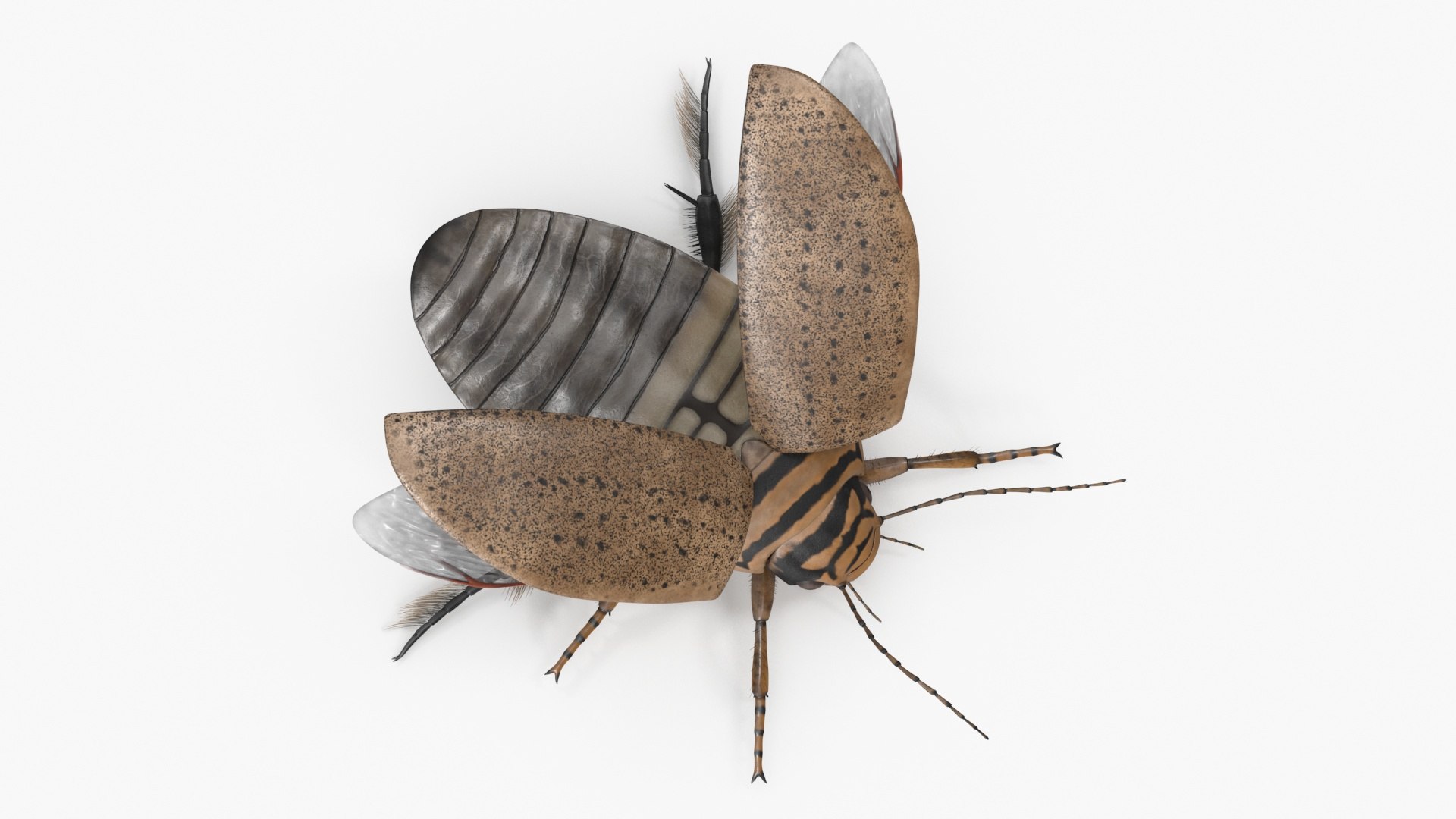 Insect Water Beetle Beige Rigged for Cinema 4D 3D https://p.turbosquid.com/ts-thumb/AY/VxUIoC/pN/insect_water_beetle_beige_rigged_018/jpg/1732637064/1920x1080/fit_q87/2c41db956ae0f0060f457e1cc3cd8e05cdd464b5/insect_water_beetle_beige_rigged_018.jpg