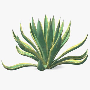 Agave Americana Century Plant