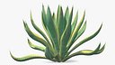 Agave Americana Century Plant