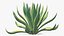 Collection de plantes 3