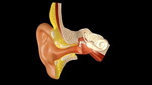 3d ear anatomy model