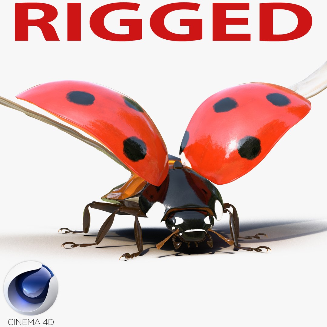 Flying Ladybug Rigged for Cinema 4D 3D model preview