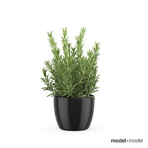 3d model rosemary pots accessories