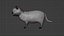 Cat 3D Model Rigged and Animated British Shorthair