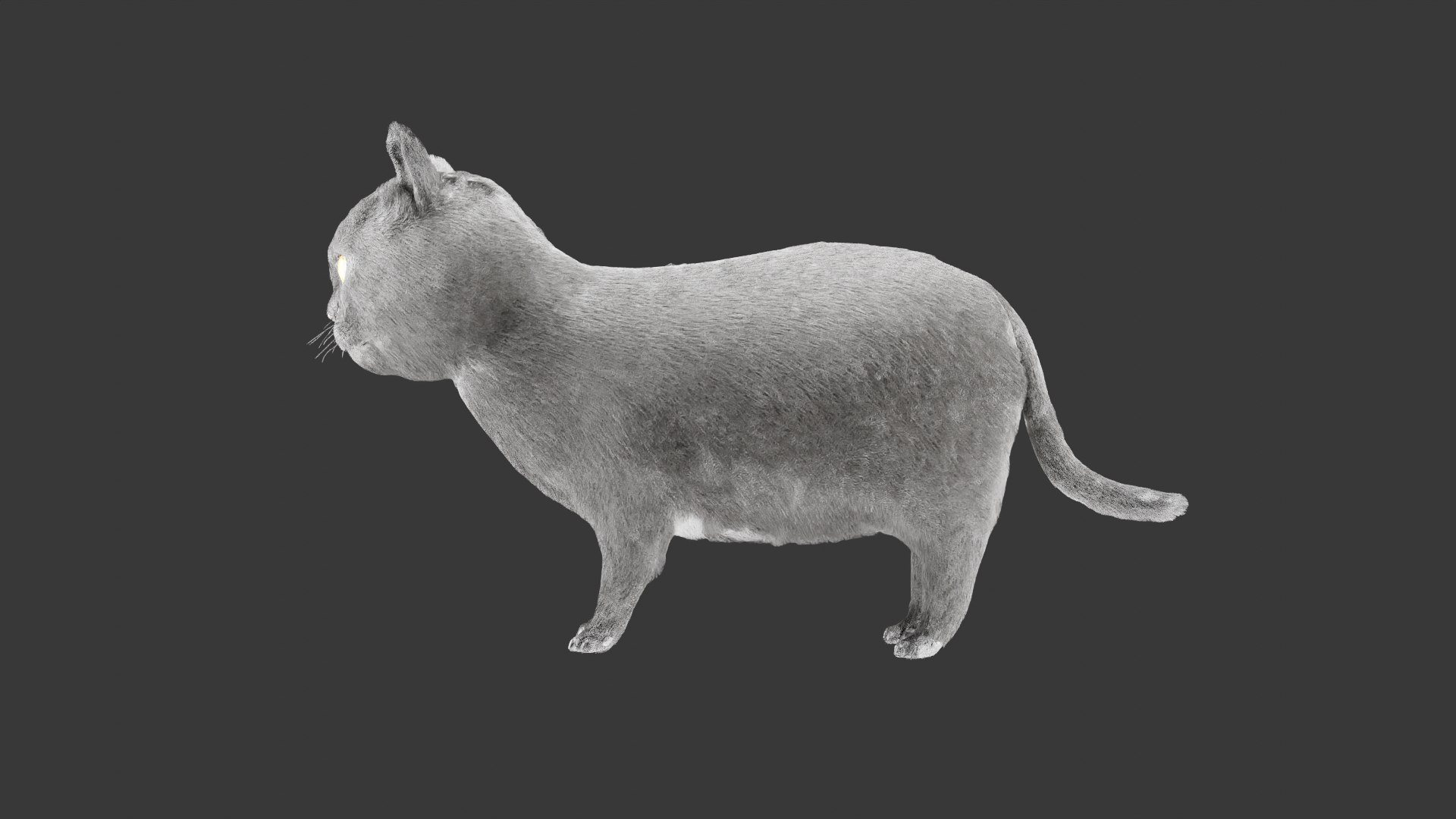 British Shorthair Cat 3D Model Rigged and Animated 3D model https://p.turbosquid.com/ts-thumb/AZ/PsrCWj/Qw/cat1/png/1730514466/1920x1080/fit_q87/3a9d7489fdfe89955e5895275af6b22ae1bbaff7/cat1.jpg