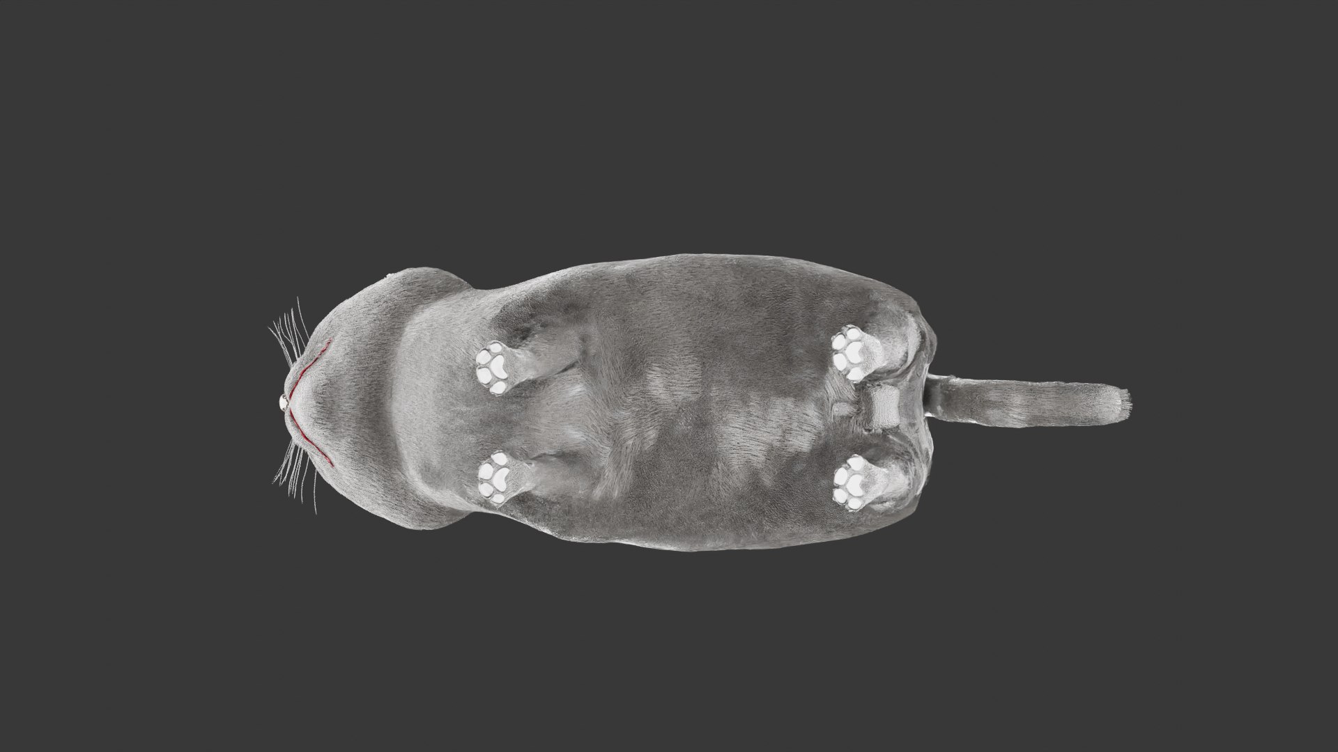 British Shorthair Cat 3D Model Rigged and Animated 3D model https://p.turbosquid.com/ts-thumb/AZ/PsrCWj/kl/cat6/png/1730514478/1920x1080/fit_q87/0c67c78b74b07cbfcb21aaa2e17e59b43b66dc4f/cat6.jpg