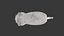Cat 3D Model Rigged and Animated British Shorthair