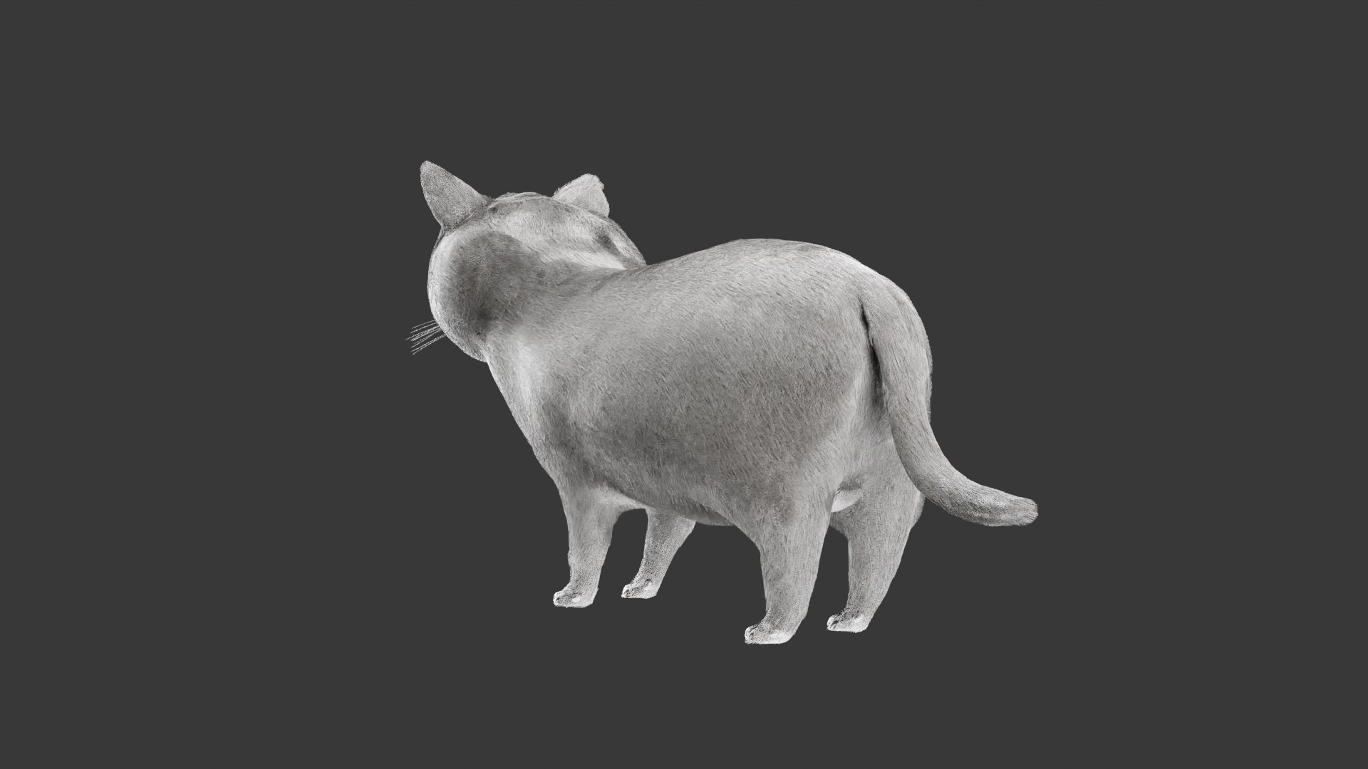 British Shorthair Cat 3D Model Rigged and Animated 3D model https://p.turbosquid.com/ts-thumb/AZ/PsrCWj/nc/cat7/png/1730514479/1920x1080/fit_q87/c30abbae498c8595ccc2bcef9fb938cece9700ff/cat7.jpg