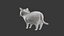 Cat 3D Model Rigged and Animated British Shorthair