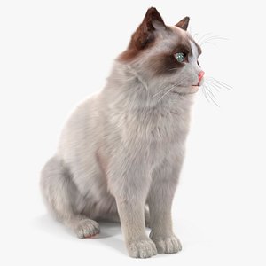 Ragdoll Cat Sitting Pose Fur