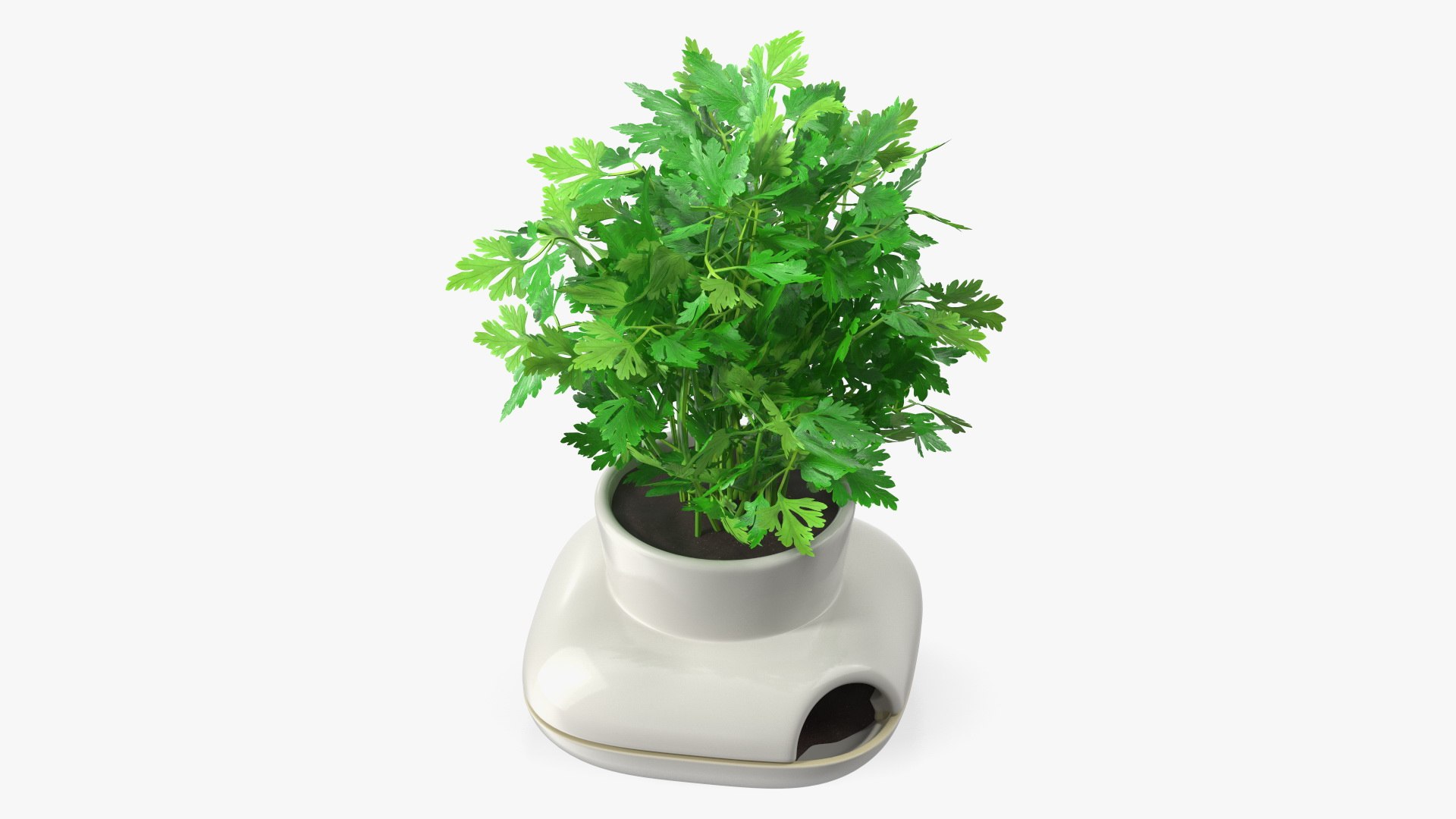 Parsley in Sagaform Single Herb Pot White 3D model preview