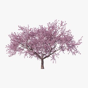 3D Sakura Hi Poly 08