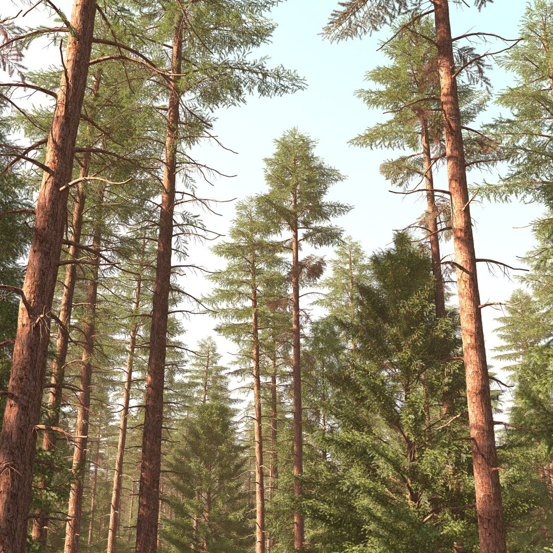 3d model of spruce tree https://p.turbosquid.com/ts-thumb/AZ/ay87Iv/KMnWZxcM/spruce_collection04/jpg/1454916453/1920x1080/fit_q87/e053fbd1638b1098bbc41c03e7859b1151528f27/spruce_collection04.jpg