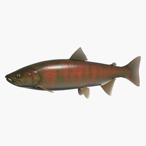 Red spotted masu trout