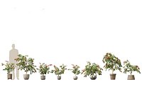 Syzygium cascade - Lilly Pilly 01