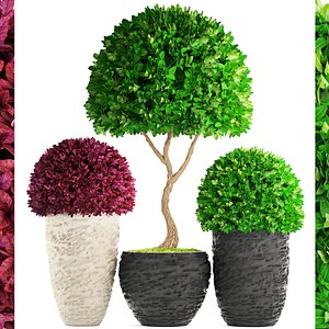 Topiary trees Buxus