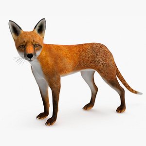 Red Fox Idle Pose