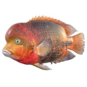 Redhead Cichlid fish