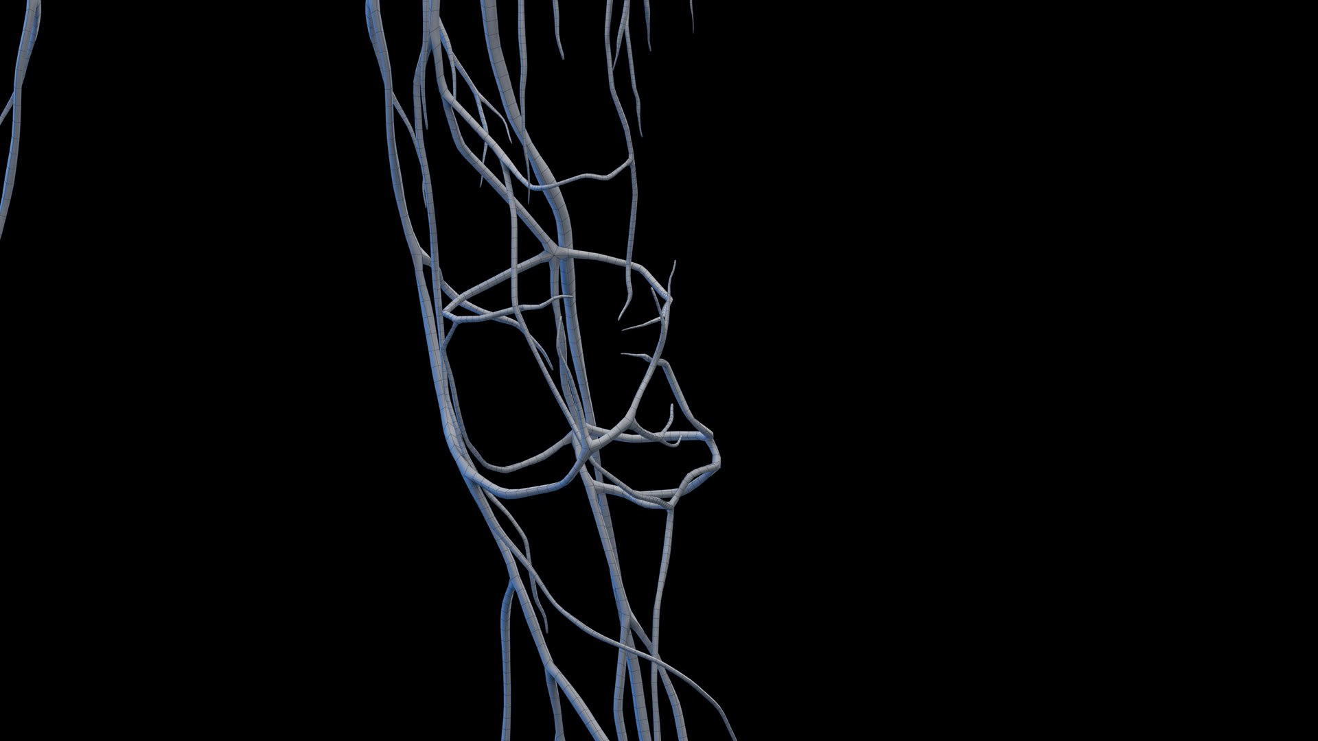 3D Human Female Body and Vascular System Static https://p.turbosquid.com/ts-thumb/Aa/HVIJ4P/6A/female_vascular_wire0011/jpg/1682709218/1920x1080/fit_q87/7da5da0b565d046cadbb601efd3f4593fc0150e2/female_vascular_wire0011.jpg