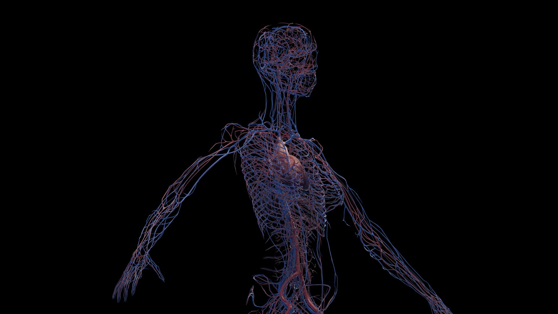 3D Human Female Body and Vascular System Static https://p.turbosquid.com/ts-thumb/Aa/HVIJ4P/7p/female_vascular0000/jpg/1682702829/1920x1080/fit_q87/6da821936e172920d71896b365dfacc833a42df4/female_vascular0000.jpg