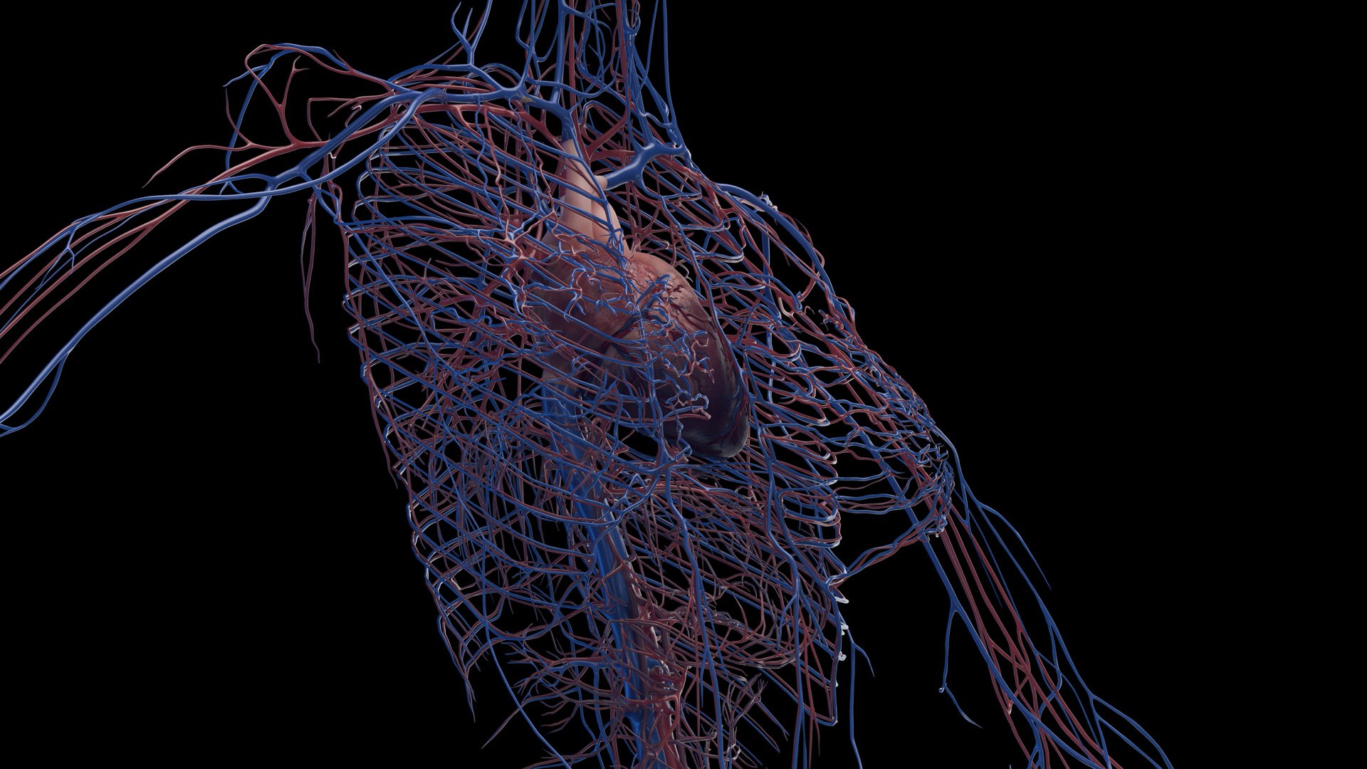3D Human Female Body and Vascular System Static https://p.turbosquid.com/ts-thumb/Aa/HVIJ4P/8y/female_vascular0002/jpg/1682702830/1920x1080/fit_q87/1507715666fb4814dd254fa3c911b0b8795ca116/female_vascular0002.jpg