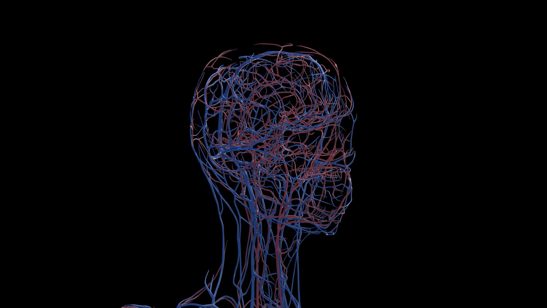3D Human Female Body and Vascular System Static https://p.turbosquid.com/ts-thumb/Aa/HVIJ4P/Ia/female_vascular0001/jpg/1682702829/1920x1080/fit_q87/a30fd16758b6202a33acc40d630c00e14389c2f8/female_vascular0001.jpg