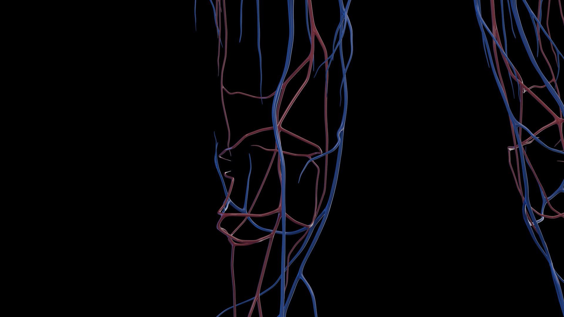 3D Human Female Body and Vascular System Static https://p.turbosquid.com/ts-thumb/Aa/HVIJ4P/aZ/female_vascular0012/jpg/1682702828/1920x1080/fit_q87/7e7249a29e9fe8301200b9040ed45bf1fa255c98/female_vascular0012.jpg