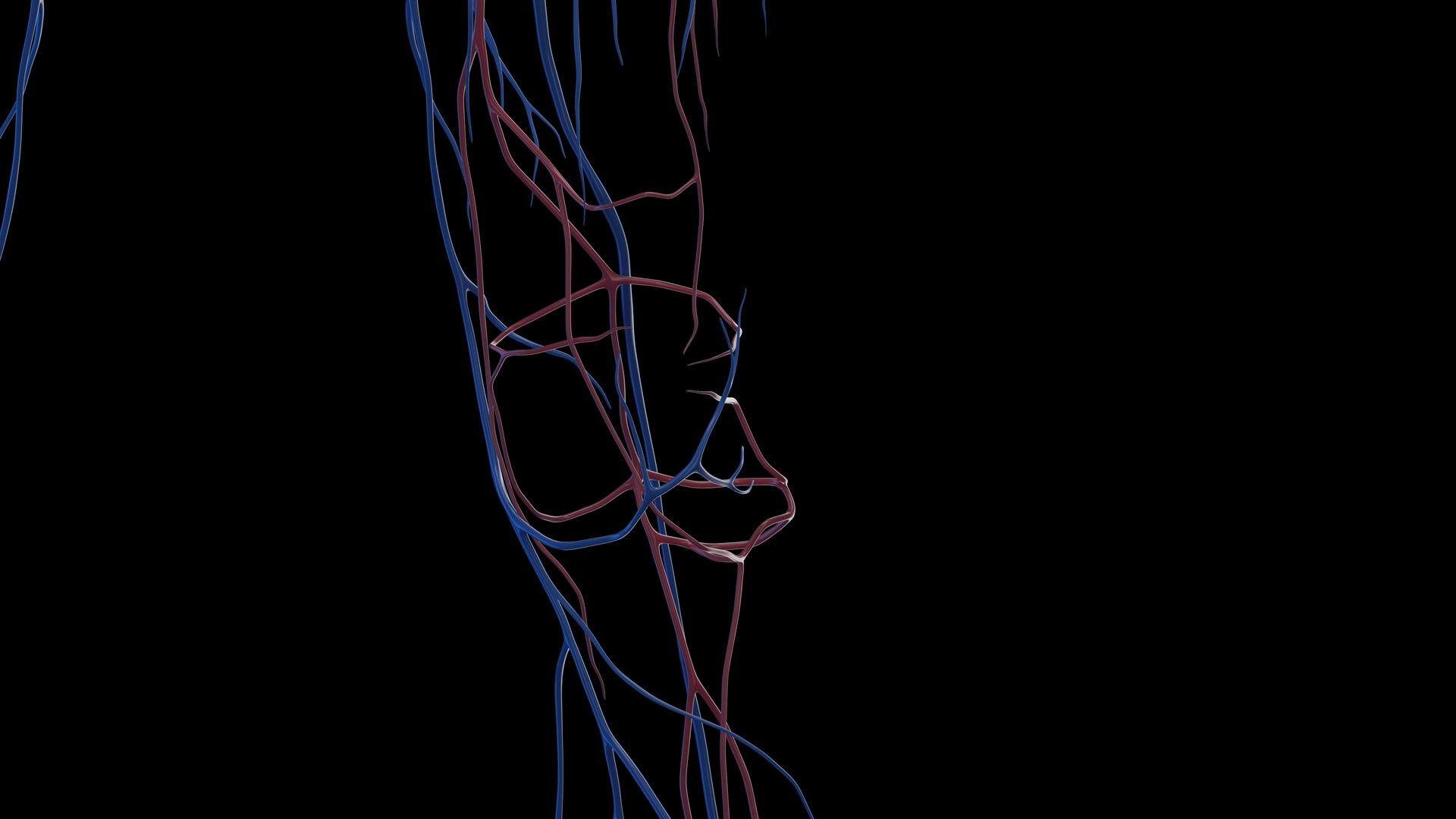 3D Human Female Body and Vascular System Static https://p.turbosquid.com/ts-thumb/Aa/HVIJ4P/bN/female_vascular0011/jpg/1682702828/1920x1080/fit_q87/a78825122bca3a3b1177f732b69d17fa274986e0/female_vascular0011.jpg