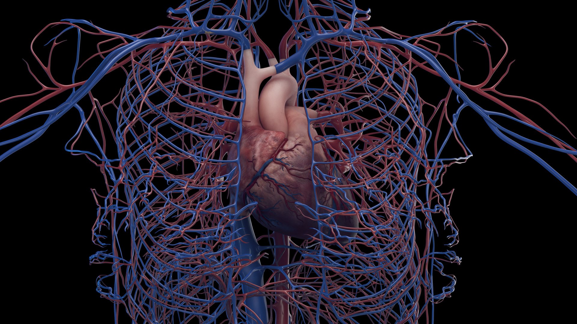 3D Human Female Body and Vascular System Static https://p.turbosquid.com/ts-thumb/Aa/HVIJ4P/pm/female_vascular0009/jpg/1682448966/1920x1080/fit_q87/e0960402774c529bce9cd634b0383065e5feb588/female_vascular0009.jpg