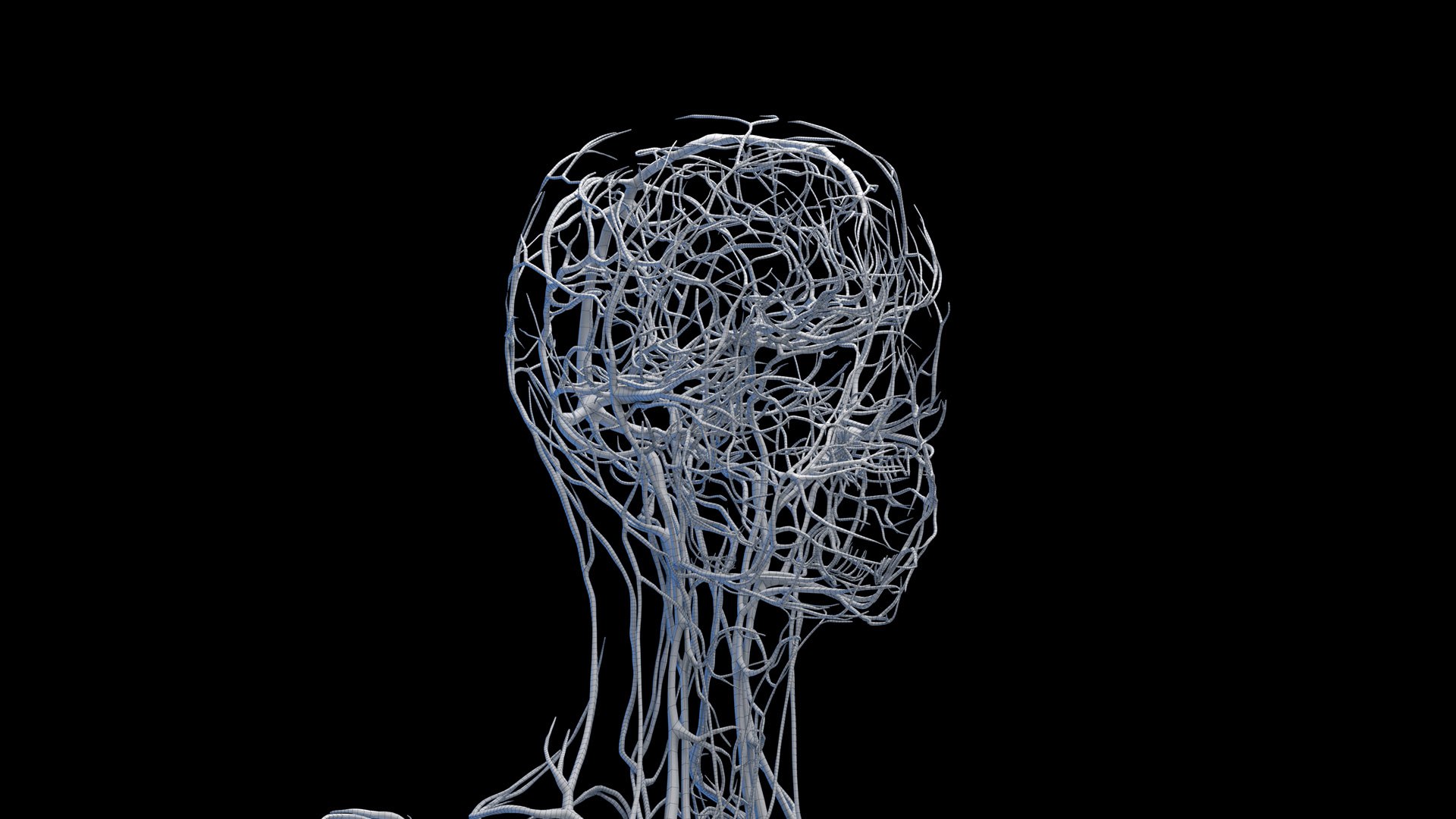 3D Human Female Body and Vascular System Static https://p.turbosquid.com/ts-thumb/Aa/HVIJ4P/rV/female_vascular_wire0001/jpg/1682709220/1920x1080/fit_q87/4098592cf9a87f62dedff2962117e929020237ea/female_vascular_wire0001.jpg