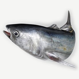 TUNA FISH Rigged L1891
