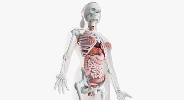 女性皮肤，骨骼和器官3D模型- TurboSquid 1378447