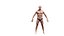 Realistic Male Body - Basic Rig - LOD8192 - 263MBody