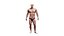Realistic Male Body - Basic Rig - LOD8192 - 263MBody
