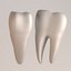 td6-first molar