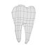 td6-first molar