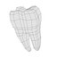 td6-first molar
