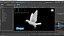 Paloma blanca animada realista Low-poly Low-poly modelo 3D