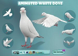 realistic white dove animations 3D model