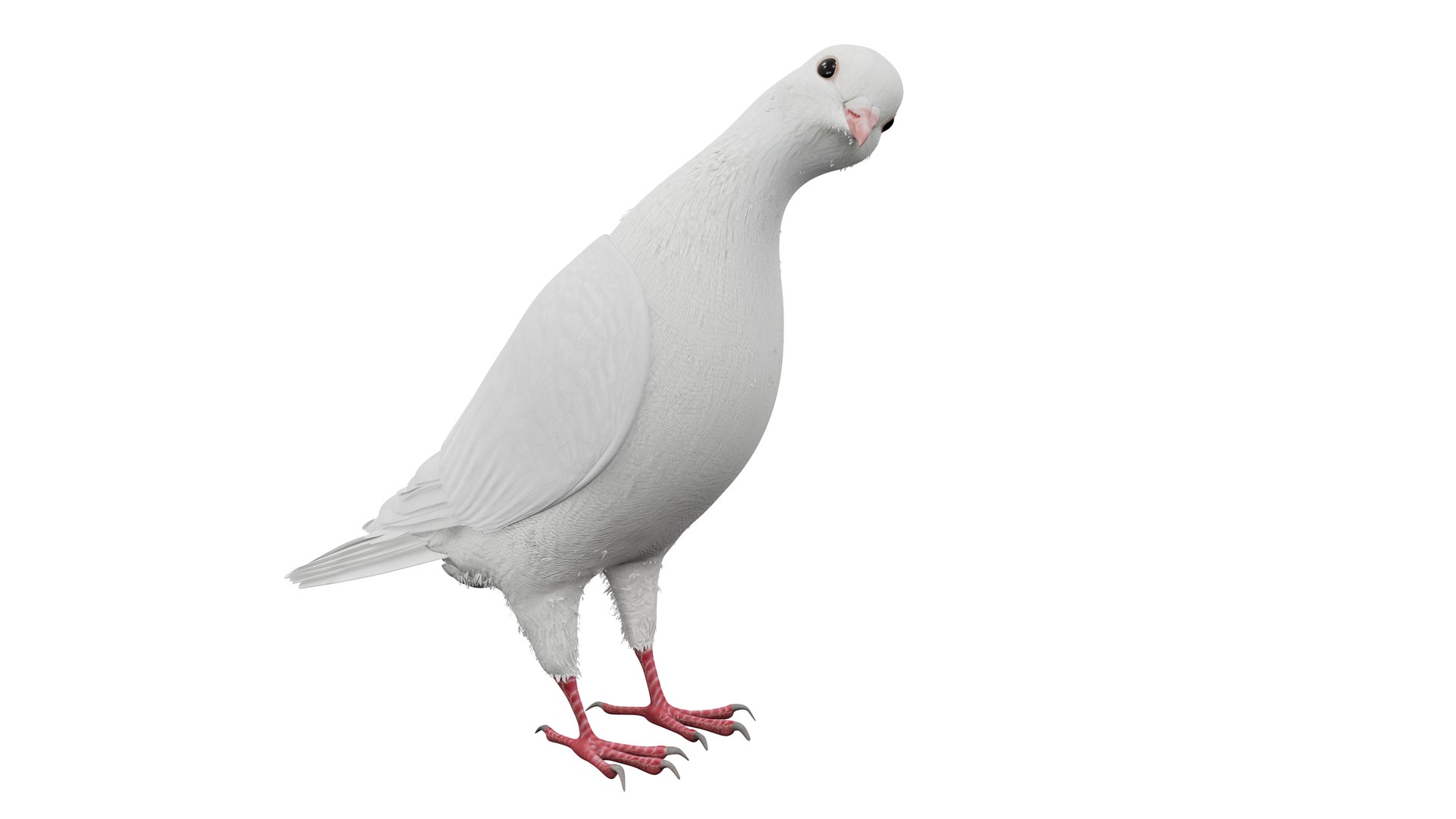 realistic white dove animations 3D model https://p.turbosquid.com/ts-thumb/Aa/pC6fOI/dI/1201/png/1690185867/1920x1080/fit_q87/d90558a670b04ce3d76cf942b43e486e91ed0ec2/1201.jpg