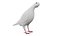 Paloma blanca animada realista Low-poly Low-poly modelo 3D