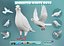 Paloma blanca animada realista Low-poly Low-poly modelo 3D