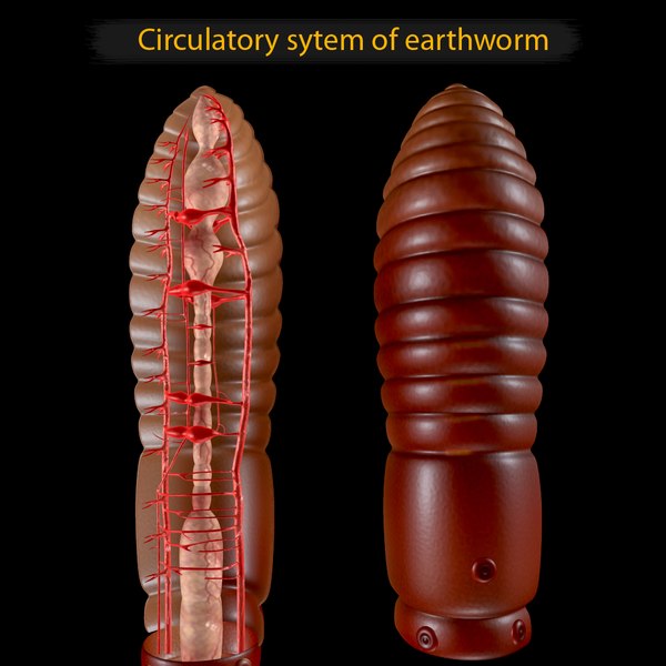 closed circulatory system earthworm