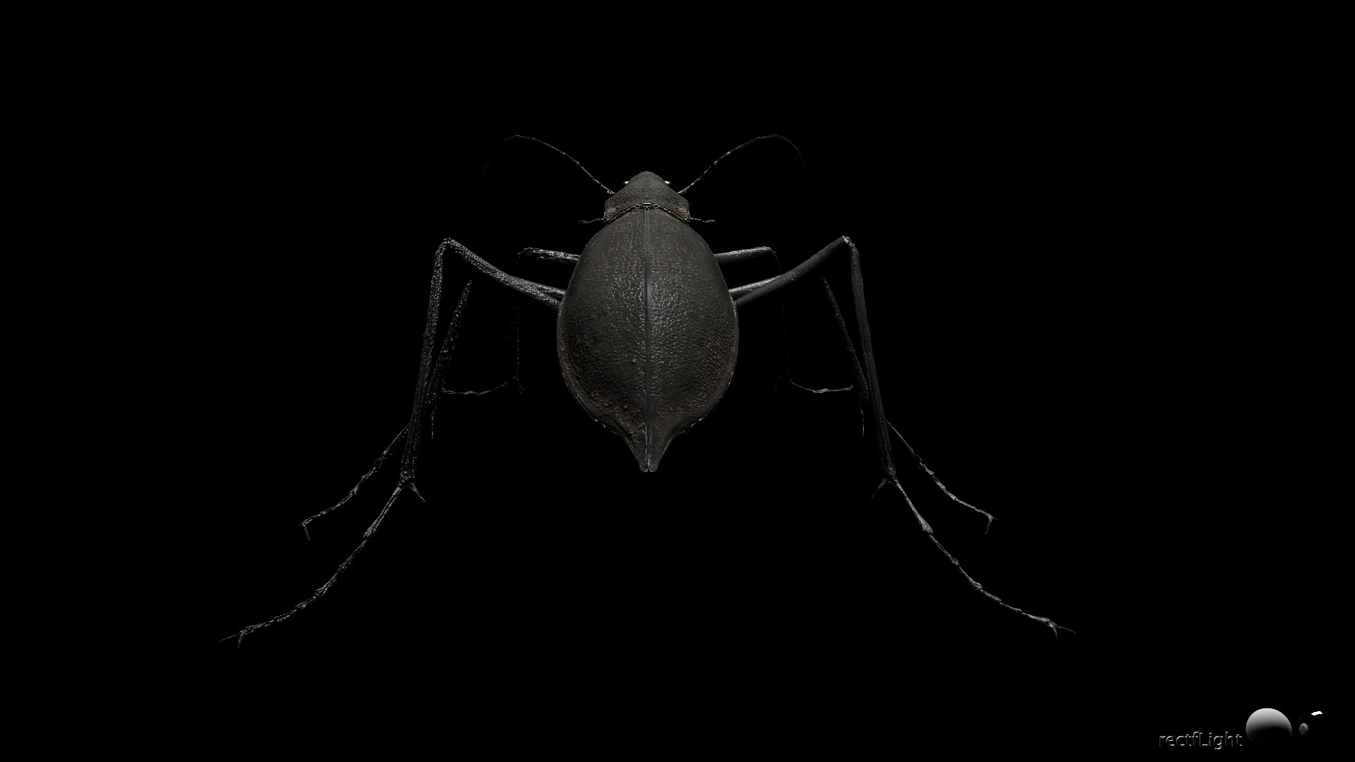3D Ground Beetle https://p.turbosquid.com/ts-thumb/Aa/tJxmYV/3M/023/jpg/1747303517/1920x1080/fit_q87/c389ae73e434ab804a9400c102deb914dbb7da7b/023.jpg