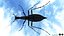 Ground Beetle