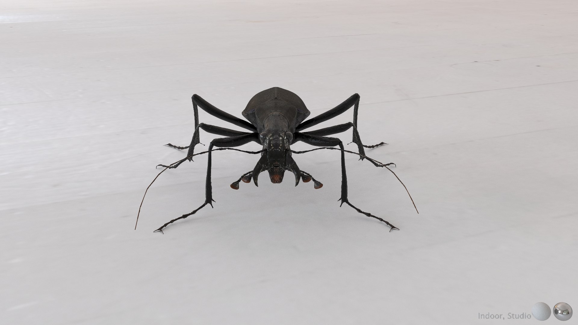 3D Ground Beetle https://p.turbosquid.com/ts-thumb/Aa/tJxmYV/74/010/jpg/1747303509/1920x1080/fit_q87/e0f29d86e0ab28caae0b2c4936a401f474971081/010.jpg