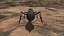 Ground Beetle