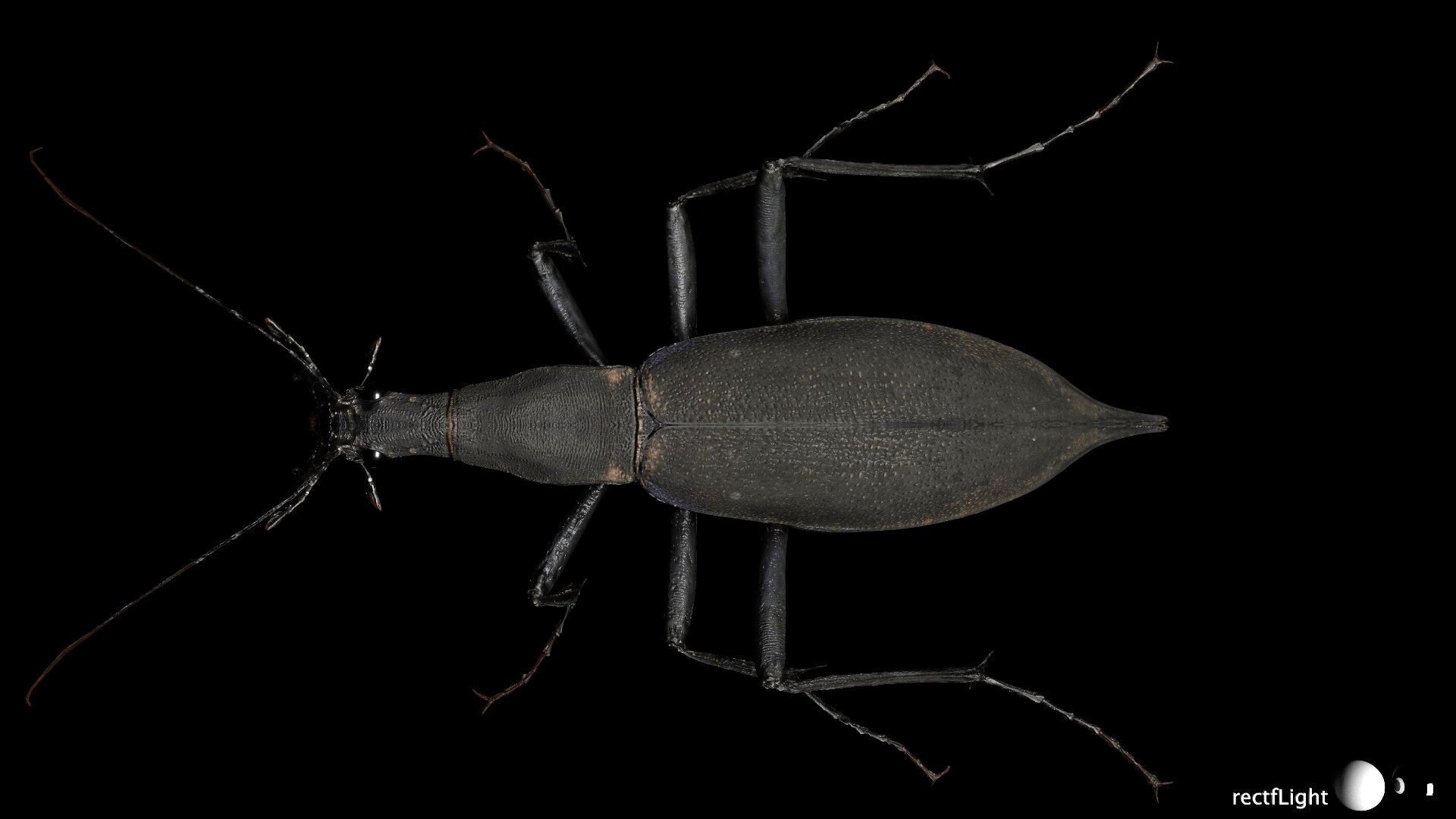 3D Ground Beetle https://p.turbosquid.com/ts-thumb/Aa/tJxmYV/E4/024/jpg/1747303517/1920x1080/fit_q87/b4a5101221035d9bff0869c7bda94c7ec174225c/024.jpg